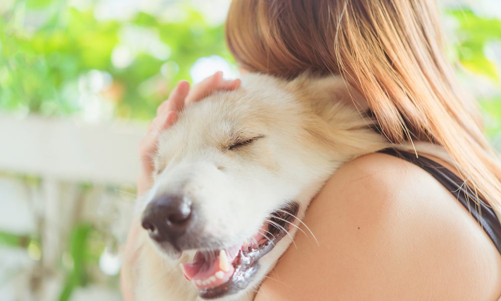 Seeking urgent veterinary care for your pet: When and how to respond