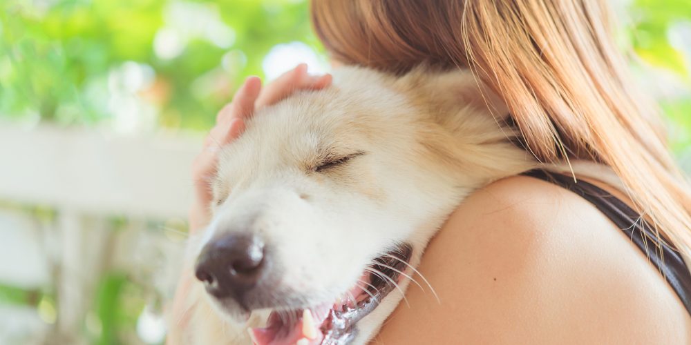 Seeking urgent veterinary care for your pet: When and how to respond