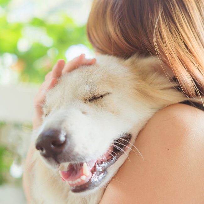 Seeking urgent veterinary care for your pet: When and how to respond